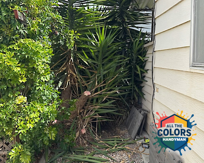 Outdoor photo of a thicket of yucca palms. The palms fill the space between a shed on the right and a pergola on the left. The reach up and over the carport ceiling at the top of the photo.