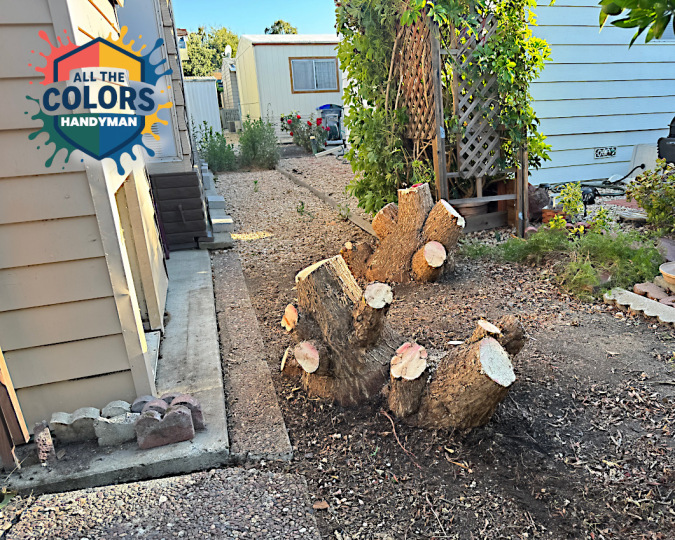 Outdoor photo two big stumps of yucca palms. You can see a pergola and other homes across the stumps. The beige metal shed is also clearly visible and accessible now.
