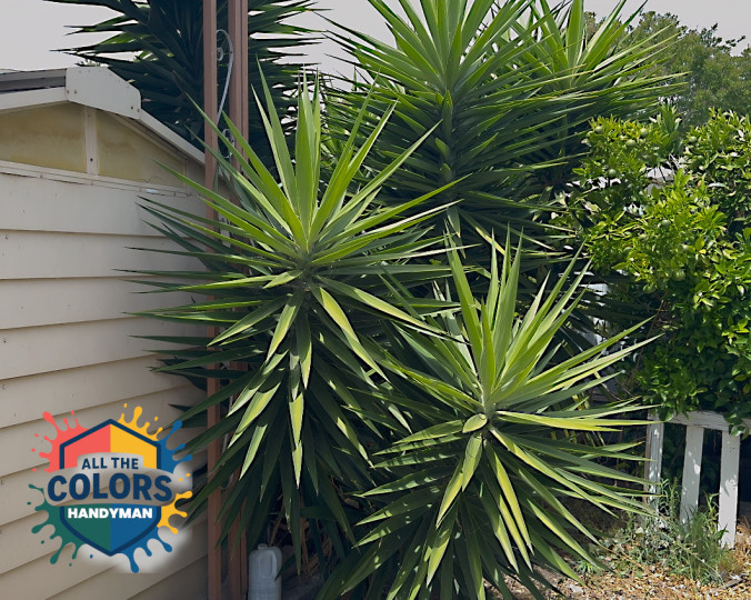 Outdoor photo of a beige metal shed that is enveloped by yucca palms.